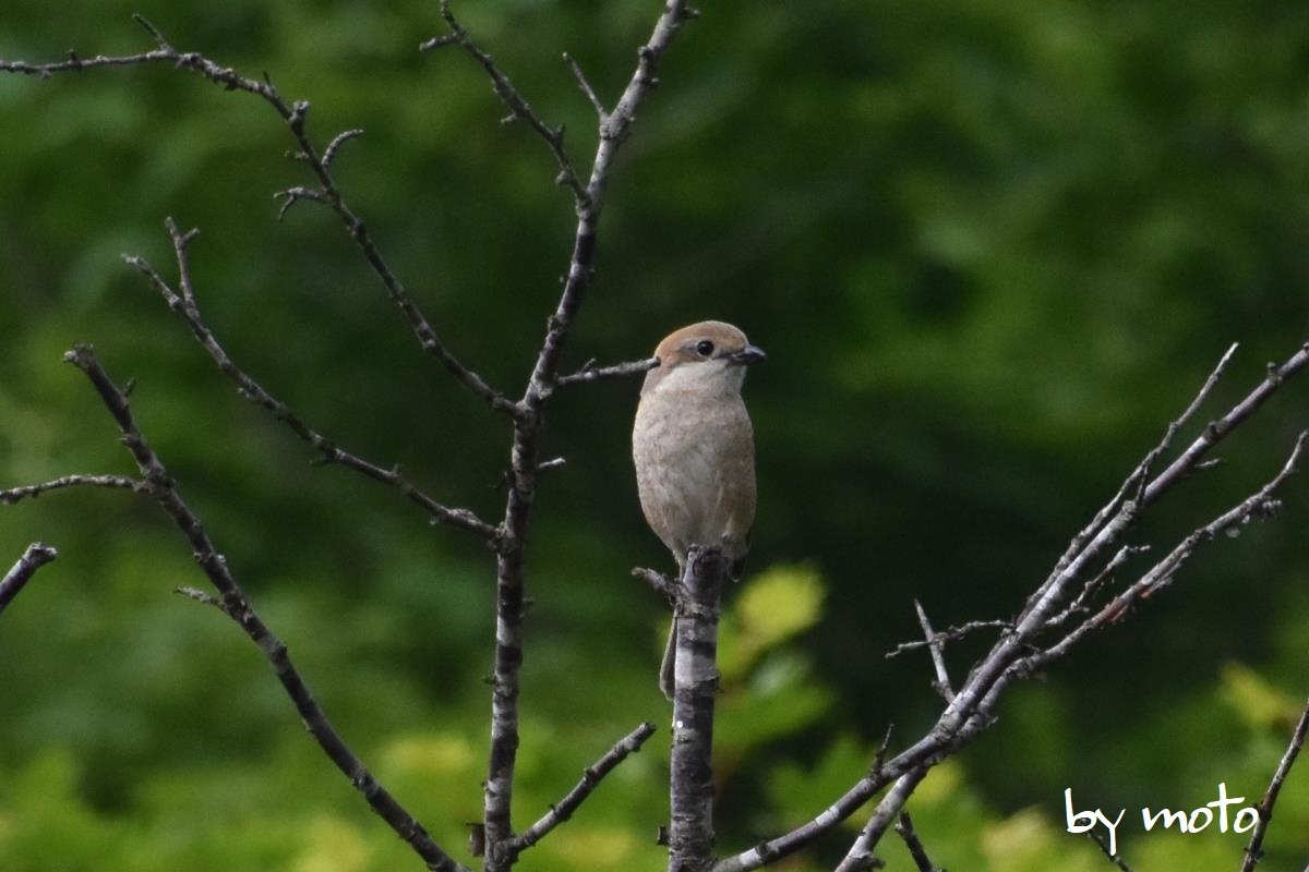 モズ 散策の野鳥写真