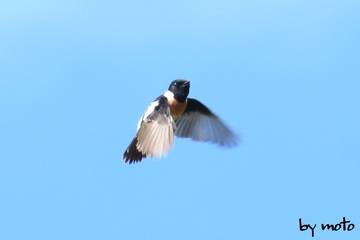画像を等倍で表示します 20230617ノビタキ(野鶲:スズメ目ヒタキ科ノビタキ属)DSC_1098.jpg