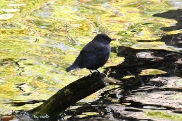 画像を等倍で表示します 20241014カワガラス(河烏 、川鴉:スズメ目カワガラス科カワガラス属)DSC_0121.JPG