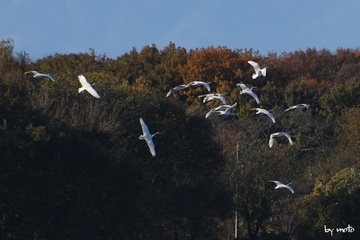 画像を等倍で表示します 20241201オオハクチョウ(大白鳥:カモ目カモ科ハクチョウ属)DSC_0017.JPG
