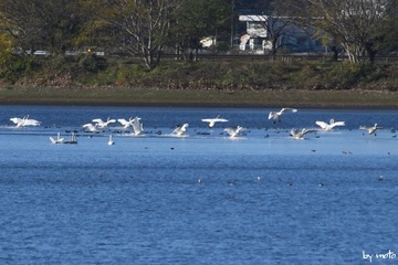 画像を等倍で表示します 20241201オオハクチョウ(大白鳥:カモ目カモ科ハクチョウ属)DSC_0041.JPG