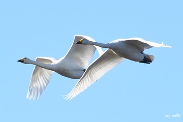 画像を等倍で表示します 20241216オオハクチョウ(大白鳥:カモ目カモ科ハクチョウ属)DSC_1369.JPG