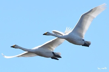 画像を等倍で表示します 20241216オオハクチョウ(大白鳥:カモ目カモ科ハクチョウ属)DSC_1370.JPG