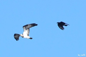 画像を等倍で表示します 20241216ミサゴ(鶚、雎鳩、魚鷹:タカ目ミサゴ科ミサゴ属)DSC_0729.JPG