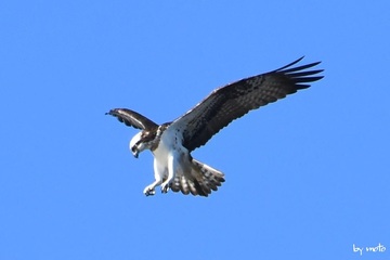 画像を等倍で表示します 20241216ミサゴ(鶚、雎鳩、魚鷹:タカ目ミサゴ科ミサゴ属)DSC_1046.JPG