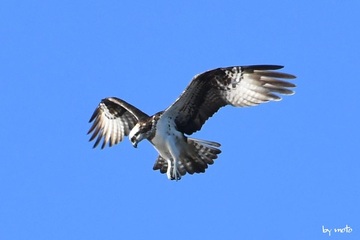 画像を等倍で表示します 20241216ミサゴ(鶚、雎鳩、魚鷹:タカ目ミサゴ科ミサゴ属)DSC_1050.JPG