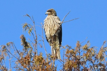 画像を等倍で表示します 20241217トビ(鳶:タカ目タカ科トビ属)DSC_0008.JPG