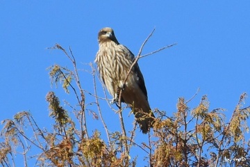 画像を等倍で表示します 20241217トビ(鳶:タカ目タカ科トビ属)DSC_0015.JPG