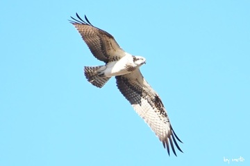 画像を等倍で表示します 20241217ミサゴ(鶚、雎鳩、魚鷹:タカ目ミサゴ科ミサゴ属)DSC_0328.JPG