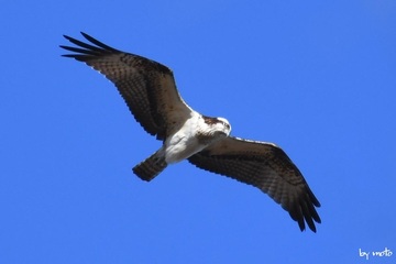 画像を等倍で表示します 20241227ミサゴ(鶚、雎鳩、魚鷹:タカ目ミサゴ科ミサゴ属)DSC_0051.JPG