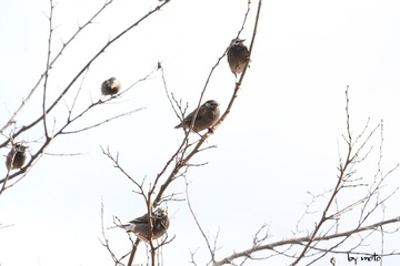 画像を等倍で表示します 20241227ムクドリ(椋鳥、白頭翁:スズメ目ムクドリ科ムクドリ属)DSC_0438.JPG