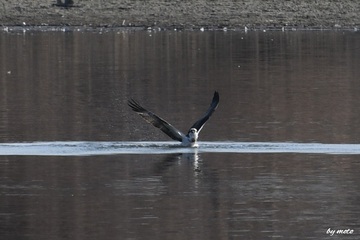 画像を等倍で表示します 20250123ミサゴ(鶚、雎鳩、魚鷹:タカ目ミサゴ科ミサゴ属)DSC_0443.JPG