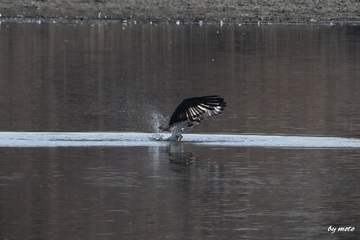 画像を等倍で表示します 20250123ミサゴ(鶚、雎鳩、魚鷹:タカ目ミサゴ科ミサゴ属)DSC_0458.JPG
