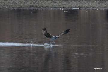 画像を等倍で表示します 20250123ミサゴ(鶚、雎鳩、魚鷹:タカ目ミサゴ科ミサゴ属)DSC_0469.JPG