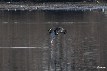 画像を等倍で表示します 20250123ミサゴ(鶚、雎鳩、魚鷹:タカ目ミサゴ科ミサゴ属)DSC_0475.JPG