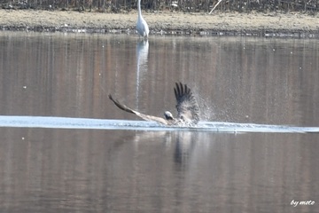 画像を等倍で表示します 20250123ミサゴ(鶚、雎鳩、魚鷹:タカ目ミサゴ科ミサゴ属)DSC_0614.JPG
