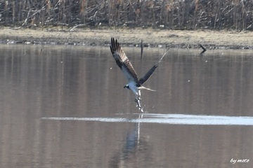 画像を等倍で表示します 20250123ミサゴ(鶚、雎鳩、魚鷹:タカ目ミサゴ科ミサゴ属)DSC_0627.JPG