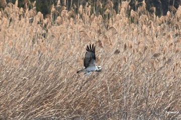 画像を等倍で表示します 20250123ミサゴ(鶚、雎鳩、魚鷹:タカ目ミサゴ科ミサゴ属)DSC_1170.JPG