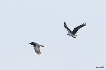 画像を等倍で表示します 20250123ミサゴ(鶚、雎鳩、魚鷹:タカ目ミサゴ科ミサゴ属)DSC_1205.JPG