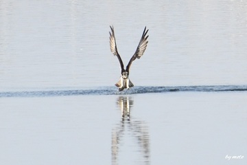 画像を等倍で表示します 20250123ミサゴ(鶚、雎鳩、魚鷹:タカ目ミサゴ科ミサゴ属)DSC_1264.JPG