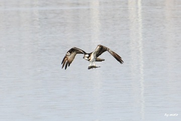 画像を等倍で表示します 20250123ミサゴ(鶚、雎鳩、魚鷹:タカ目ミサゴ科ミサゴ属)DSC_1290.JPG